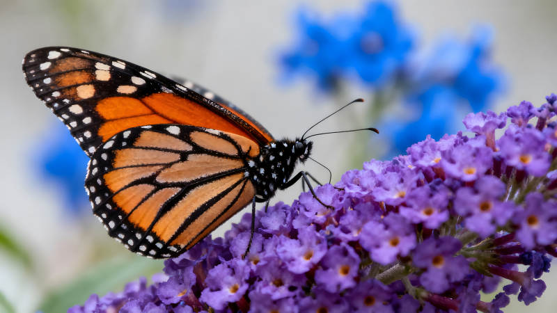 帝王蝶?？孔仙ǘ?圖片