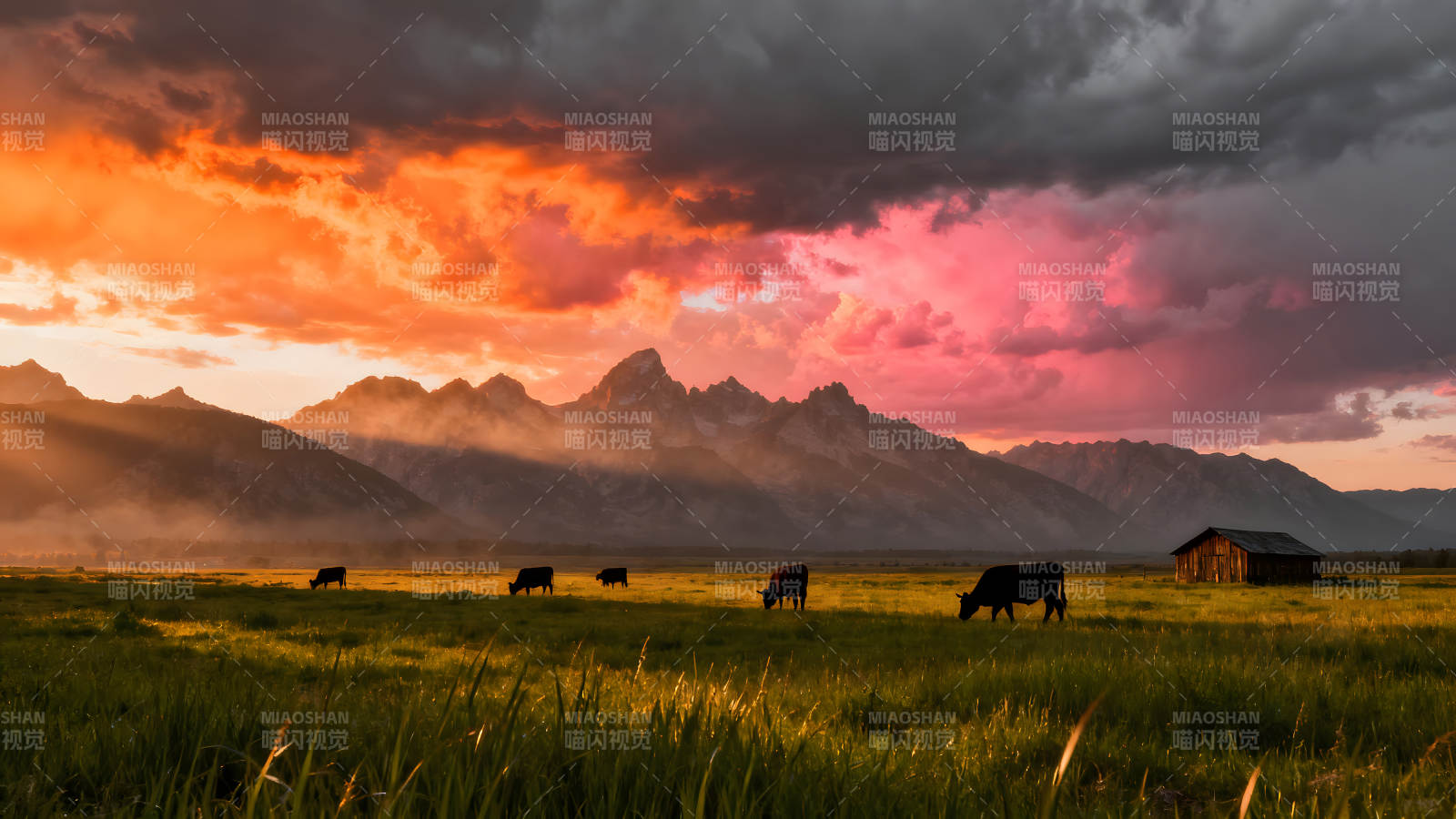 壯麗日落下的牧場風景牛群剪影-圖片