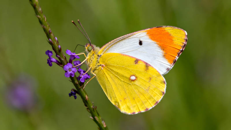 蝴蝶栖息紫色小花色彩鲜艳-图片