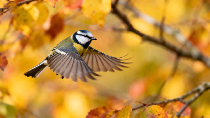 藍(lán)山雀展翅飛翔金秋背景-圖片