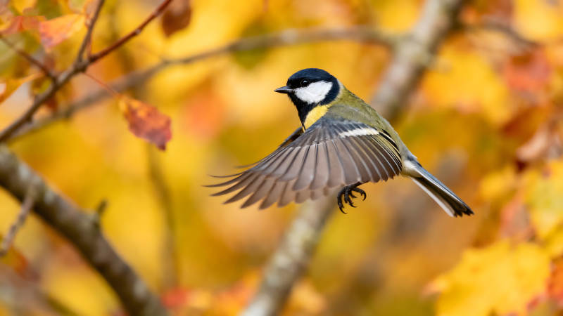 鳥兒飛翔秋葉背景-圖片
