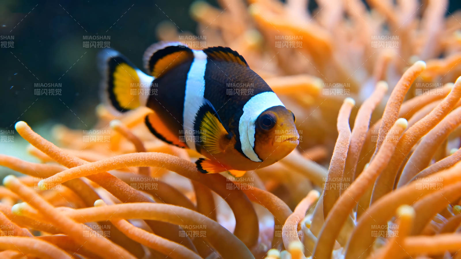 小丑鱼在海葵中游动图片