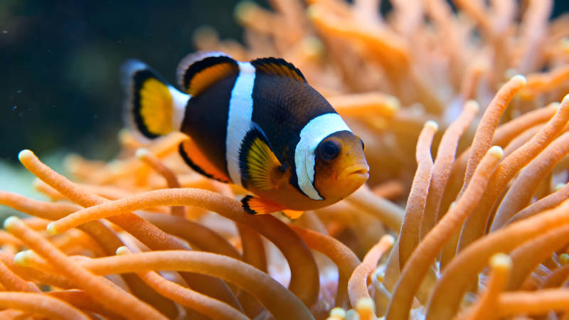 小丑鱼在海葵中游动-图片