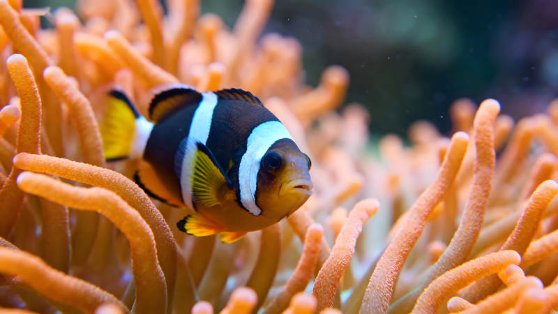 小丑魚與海葵的親密接觸圖片