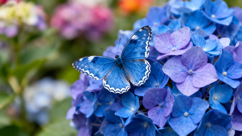 蓝蝶停驻绣球花丛间姿态优美-图片