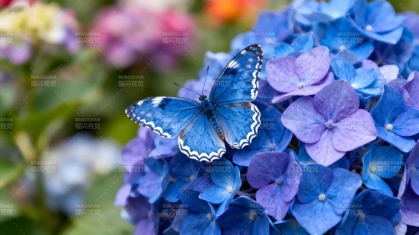 蓝蝶停驻绣球花丛间姿态优美-图片