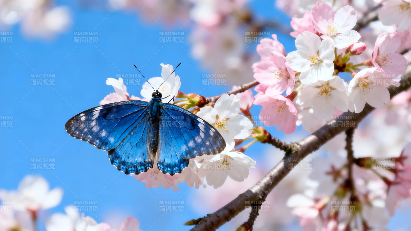 藍(lán)蝴蝶棲息櫻花綻放美景-圖片