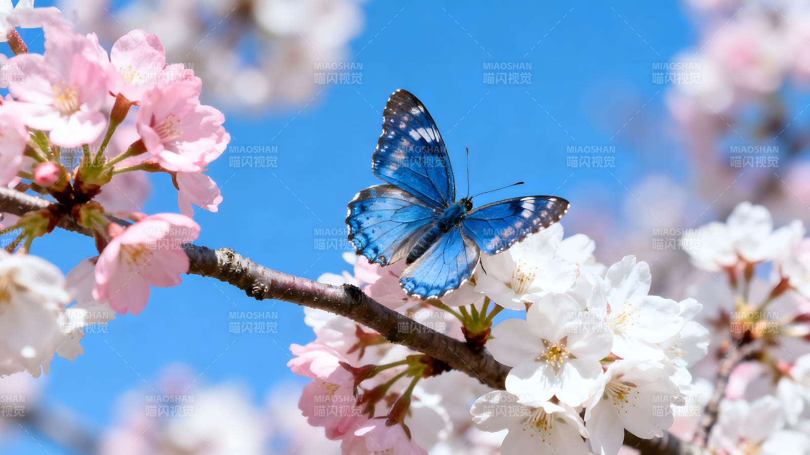 藍蝴蝶停櫻花枝頭陽光明媚-圖片