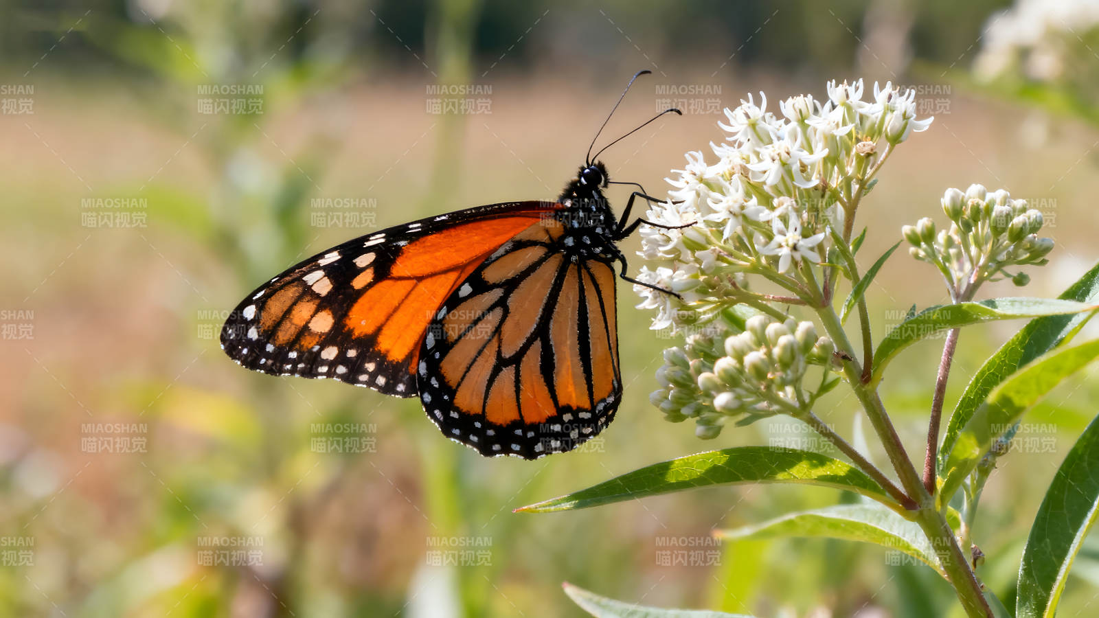 蝴蝶停在花朵上吸食花蜜-圖片