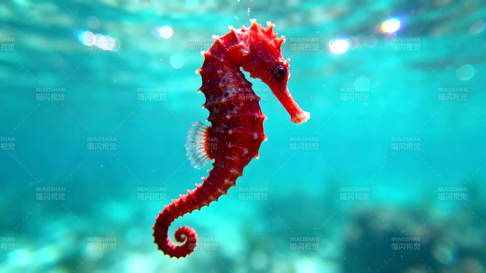 红海马水中游动-图片