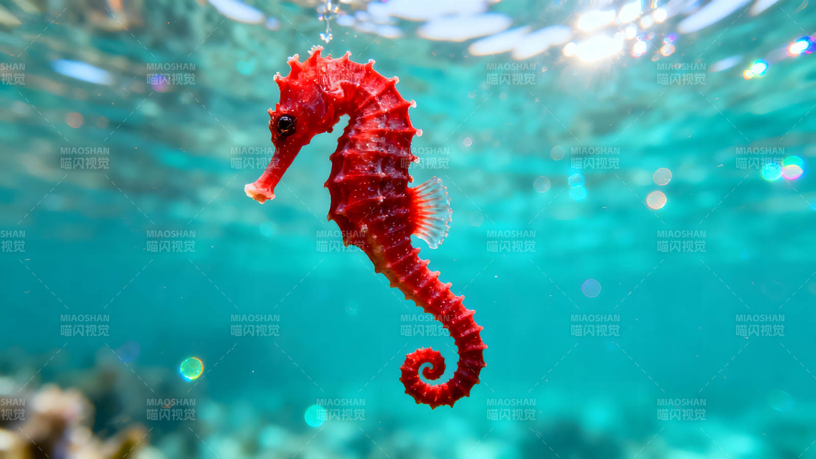 红海马水中漂浮-图片