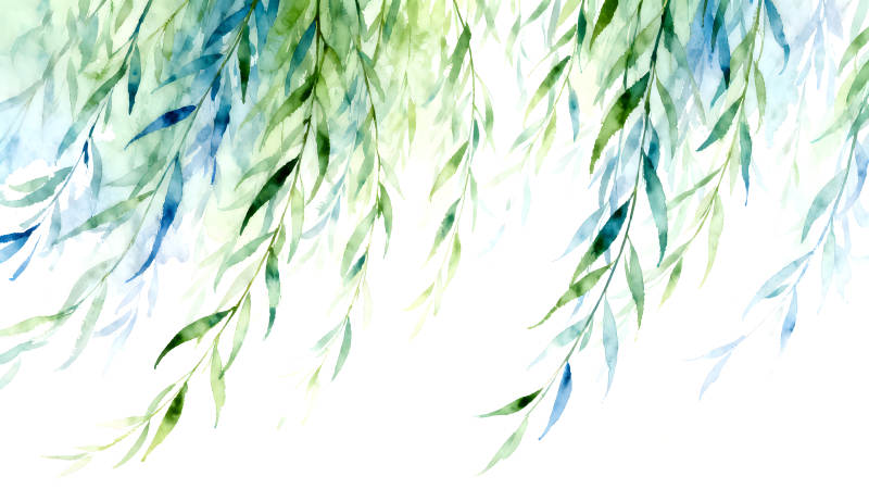 水彩柳枝清新风格-图片