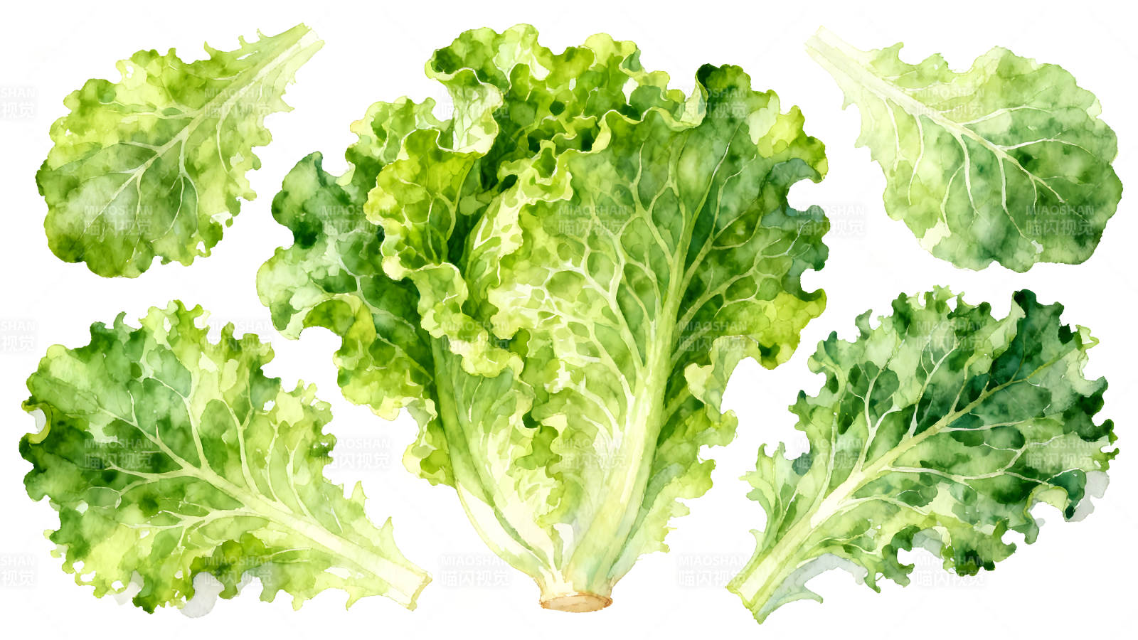 水彩风格的生菜叶-图片