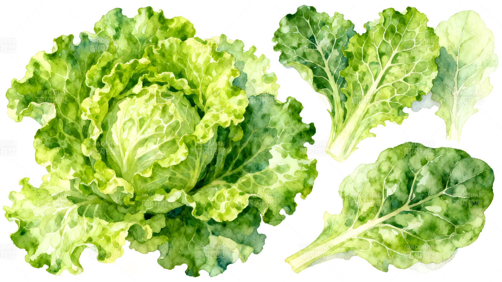 水彩蔬菜绘画生菜-图片