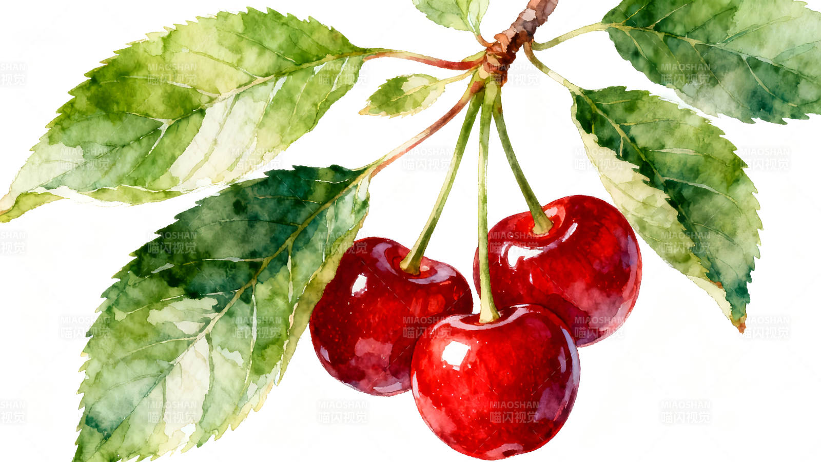 水彩樱桃与叶片绘画-图片