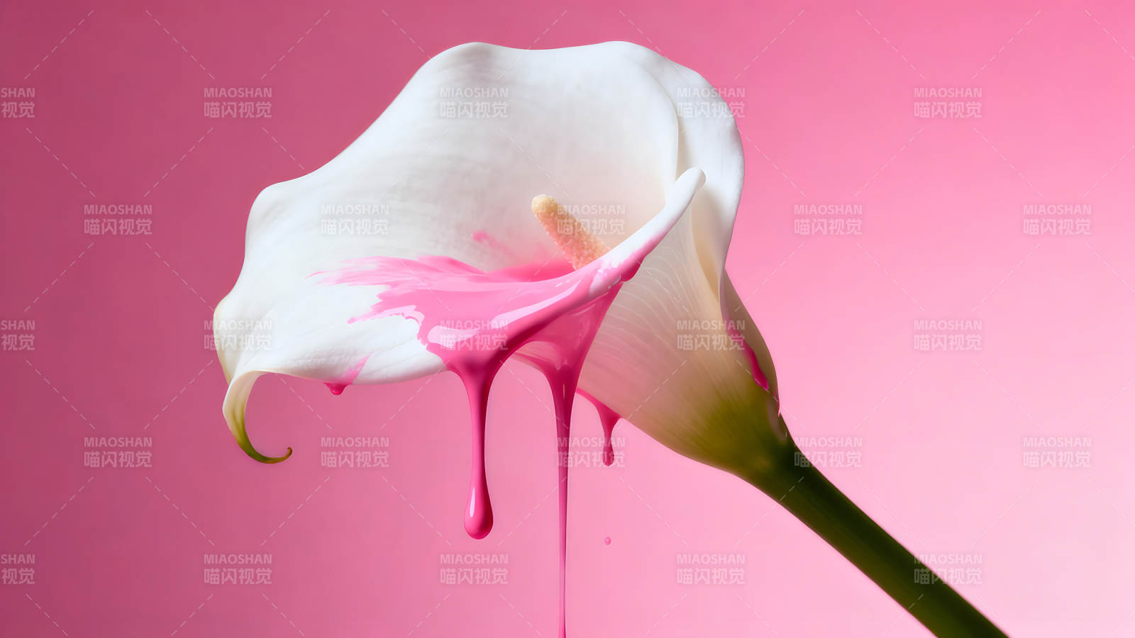 白色馬蹄蓮與粉色油漆-圖片