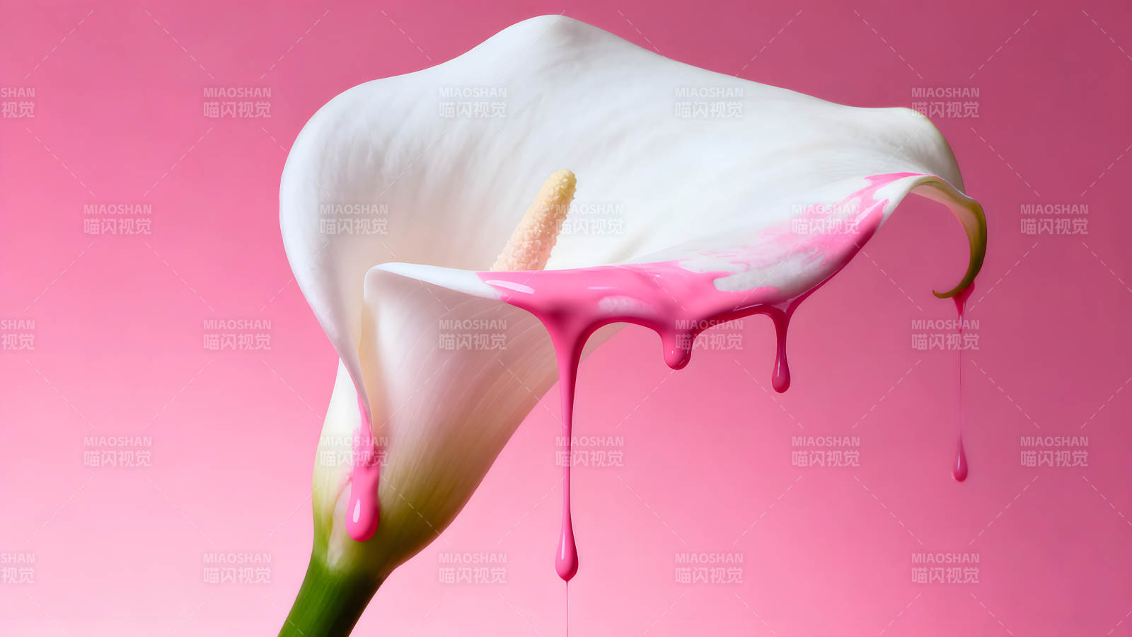 白色馬蹄蓮被粉色油漆覆蓋-圖片