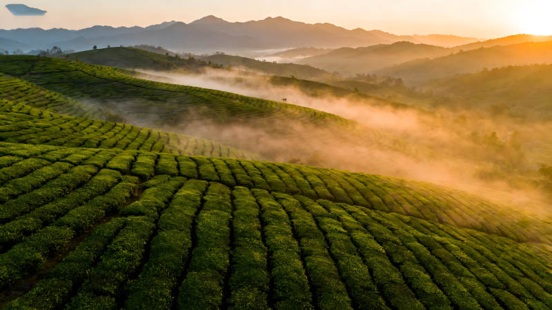 梯田茶園云霧繚繞壯麗景色-圖片