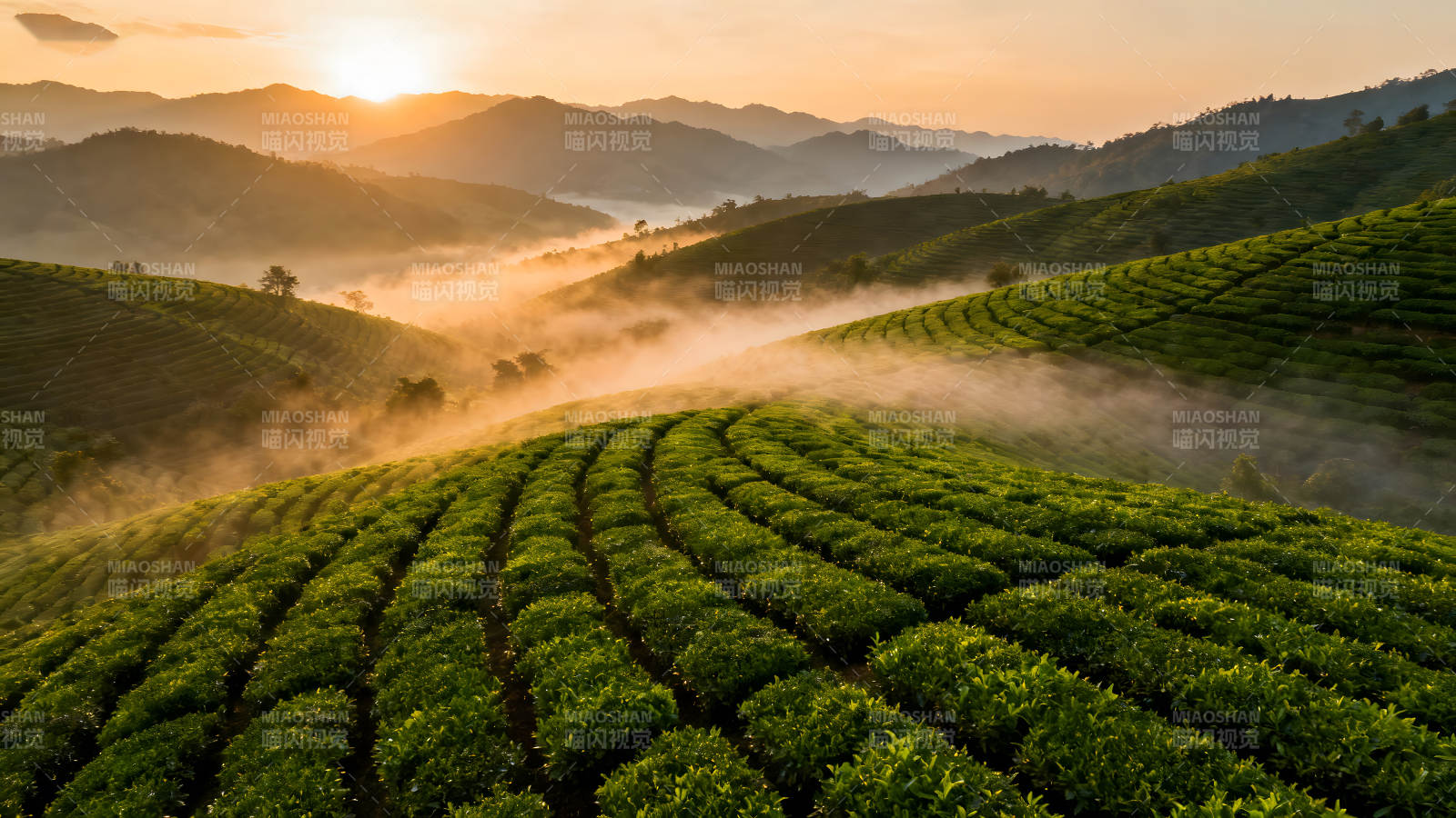 茶園山坡日出霧氣繚繞生機勃勃-圖片