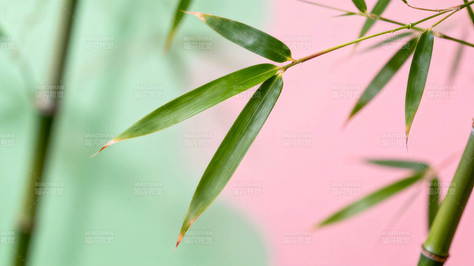 翠竹绿叶粉色背景清新-图片