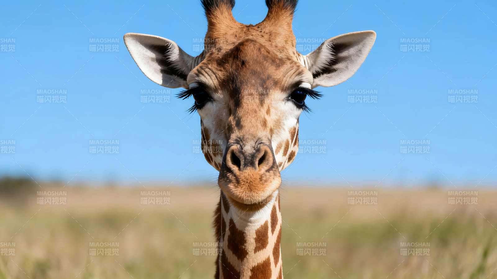 长颈鹿特写眼神迷人图片