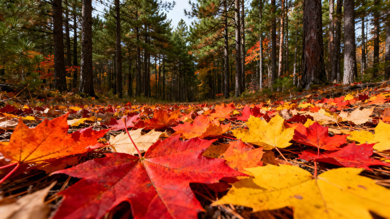 秋日落葉鋪滿林間小路-圖片