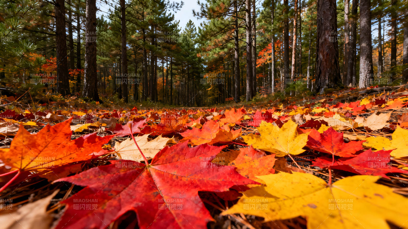 秋日落葉鋪滿林間小路-圖片
