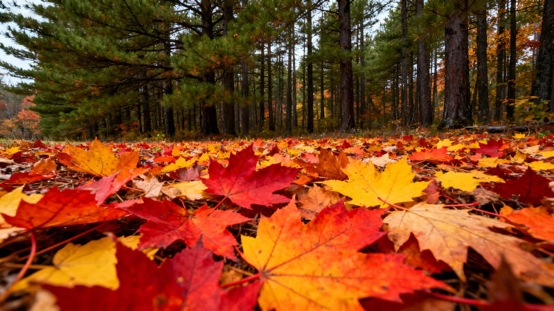 秋日落葉森林美景-圖片