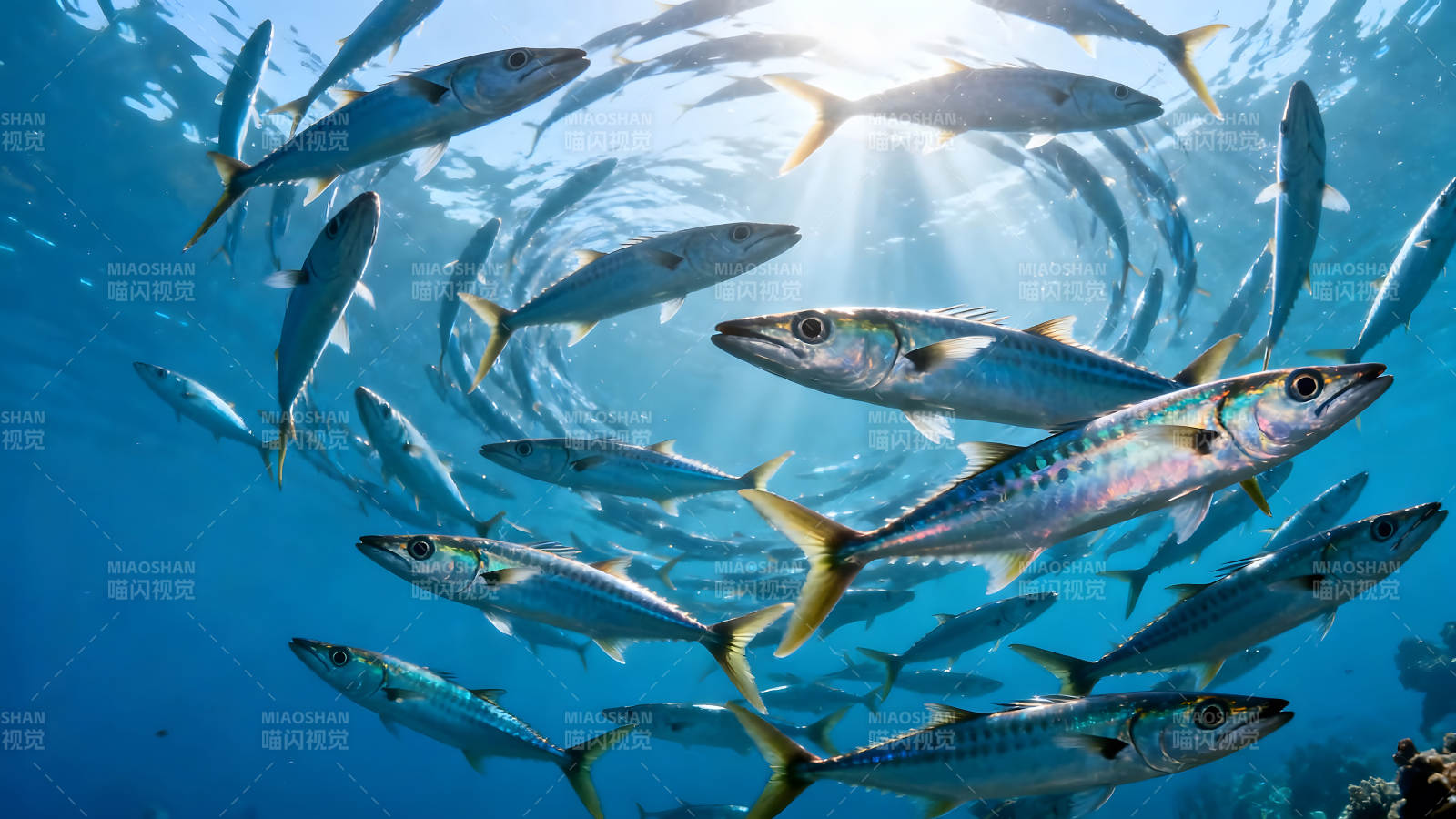 鱼群水中游动阳光照耀-图片