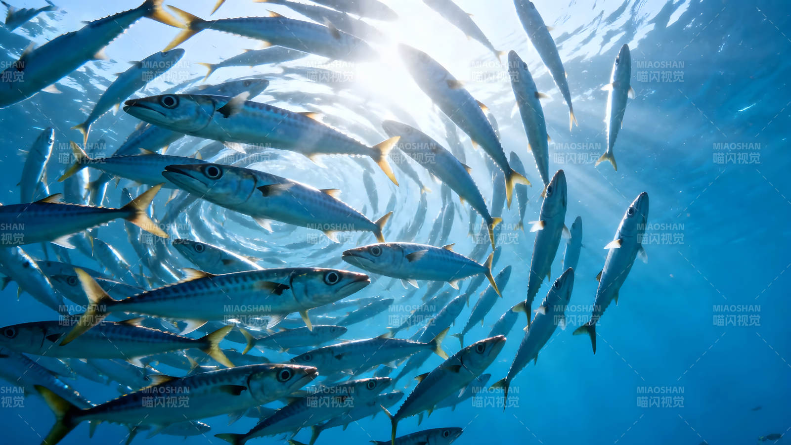 鱼群环绕阳光下蓝海遨游-图片