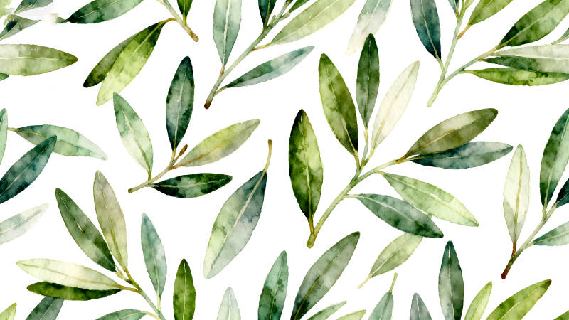 水彩风格的橄榄叶图案-图片