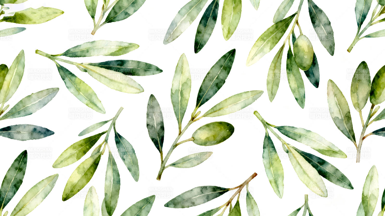 水彩橄榄枝图案白色背景-图片