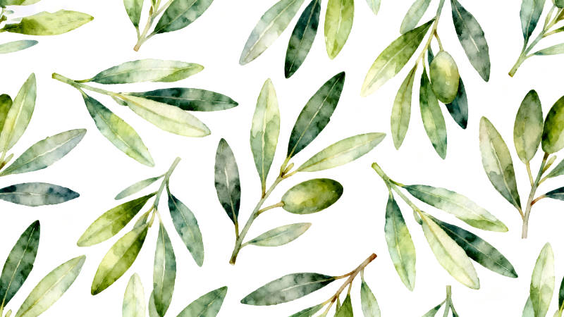 水彩橄榄枝图案白色背景-图片