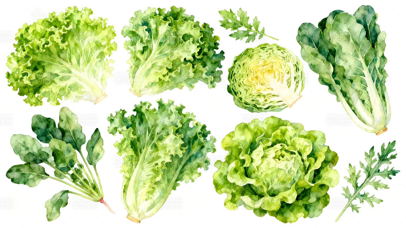 水彩蔬菜绘画多种绿叶蔬菜-图片