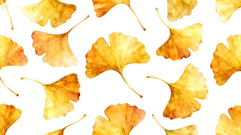 金黃色銀杏葉散落白色背景-圖片