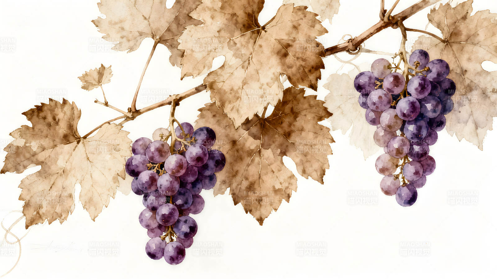 葡萄藤水彩畫紫色葡萄-圖片