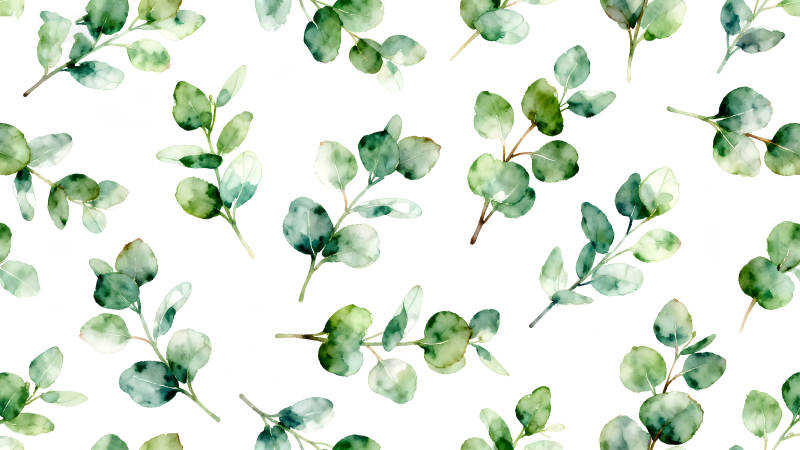 水彩桉树叶子图案-图片