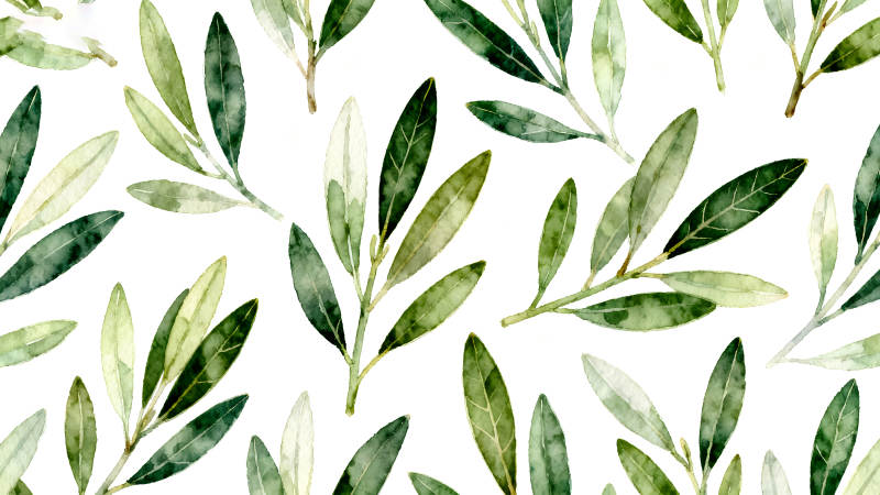 水彩橄榄枝叶图案背景-图片