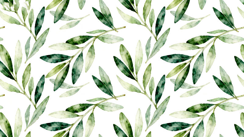 水彩风橄榄叶图案简洁清新-图片