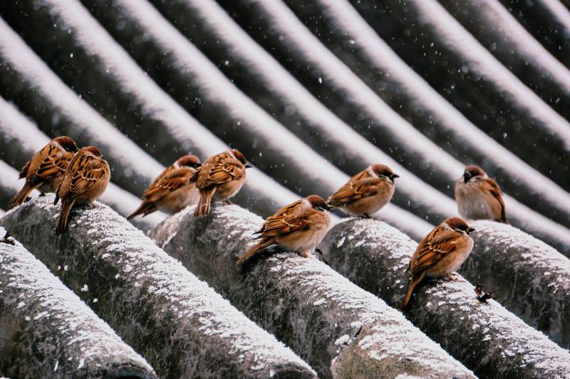 雪中麻雀棲屋檐-攝影圖