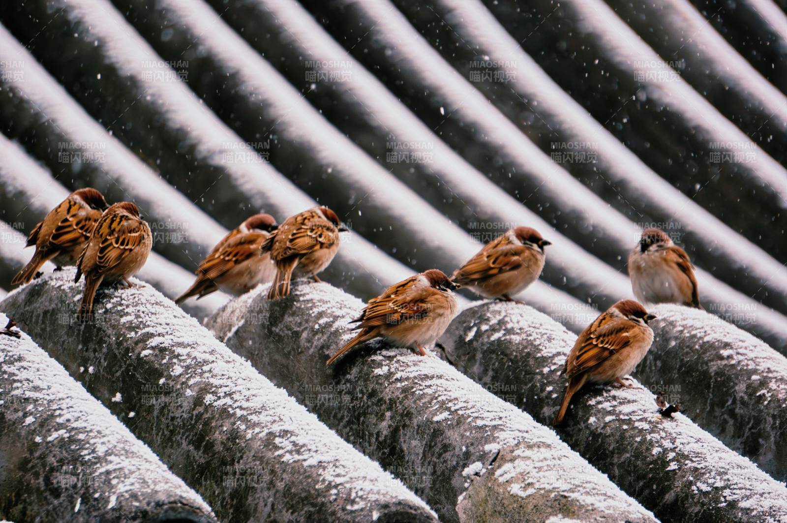 雪中麻雀棲屋檐-攝影圖