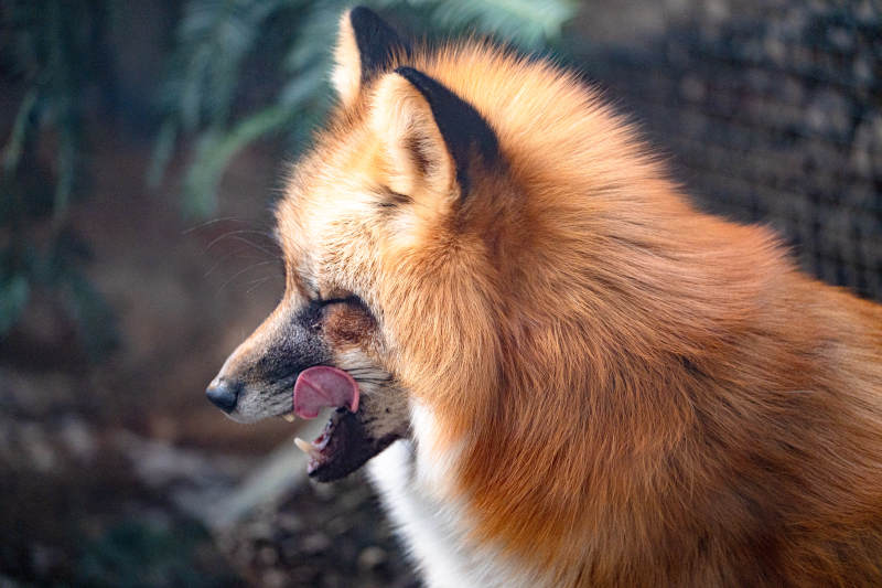 狐貍舔唇側影-攝影圖