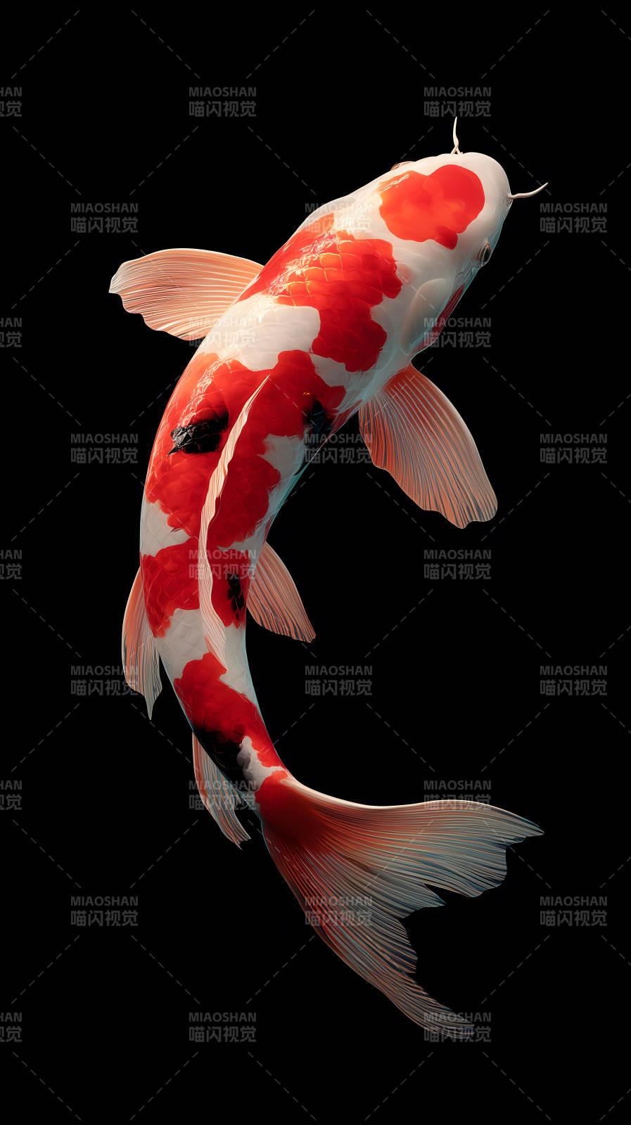 錦鯉水中遨游姿態優美-圖片