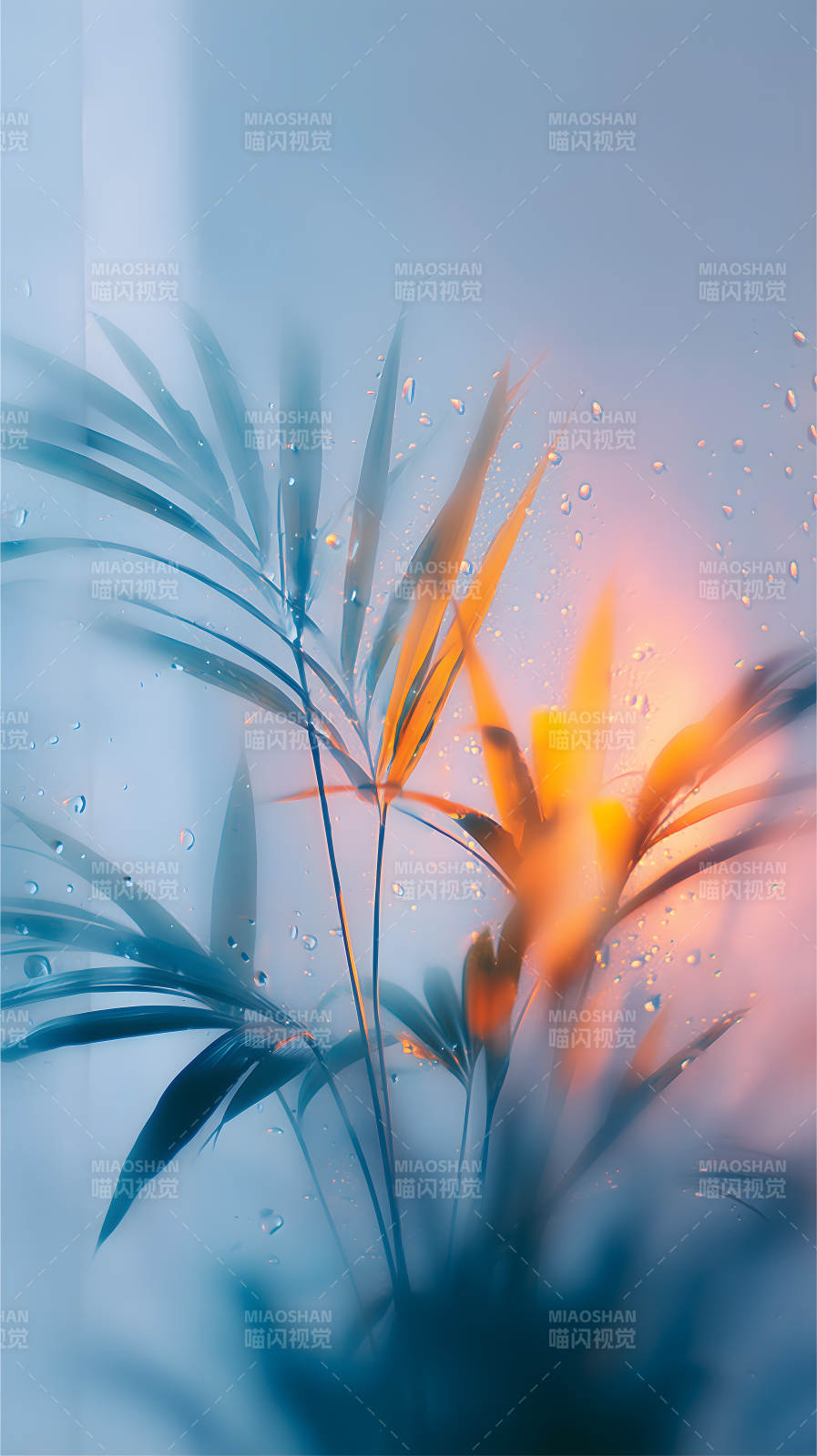 葉片水珠朦朧景象-圖片