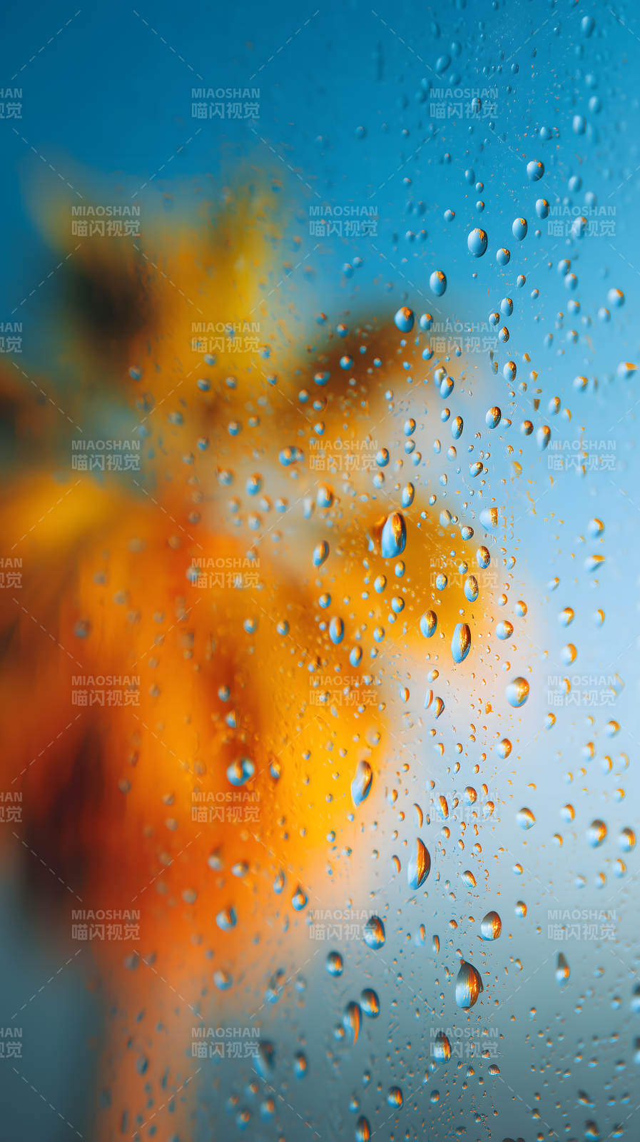 水珠映射花朵絢麗-圖片