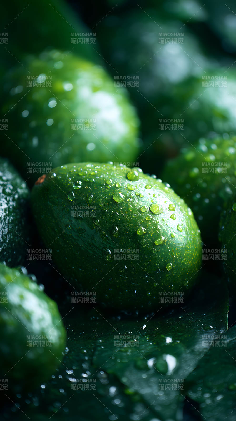 雨后翠綠牛油果-圖片