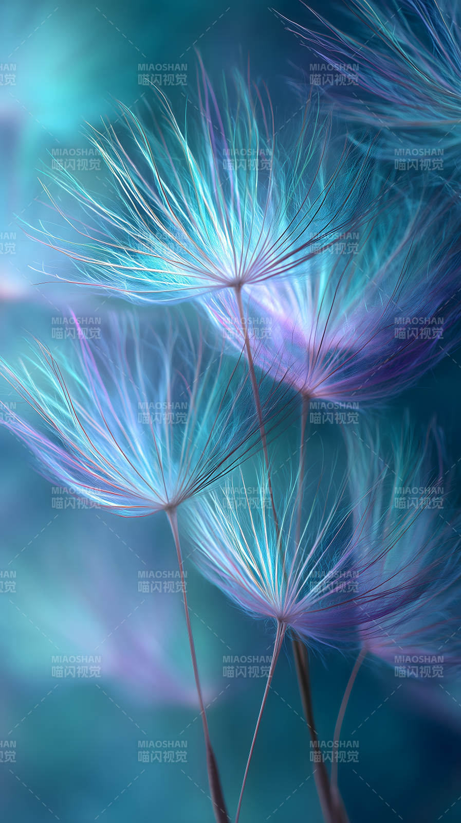 蒲公英夢幻仙氣-圖片