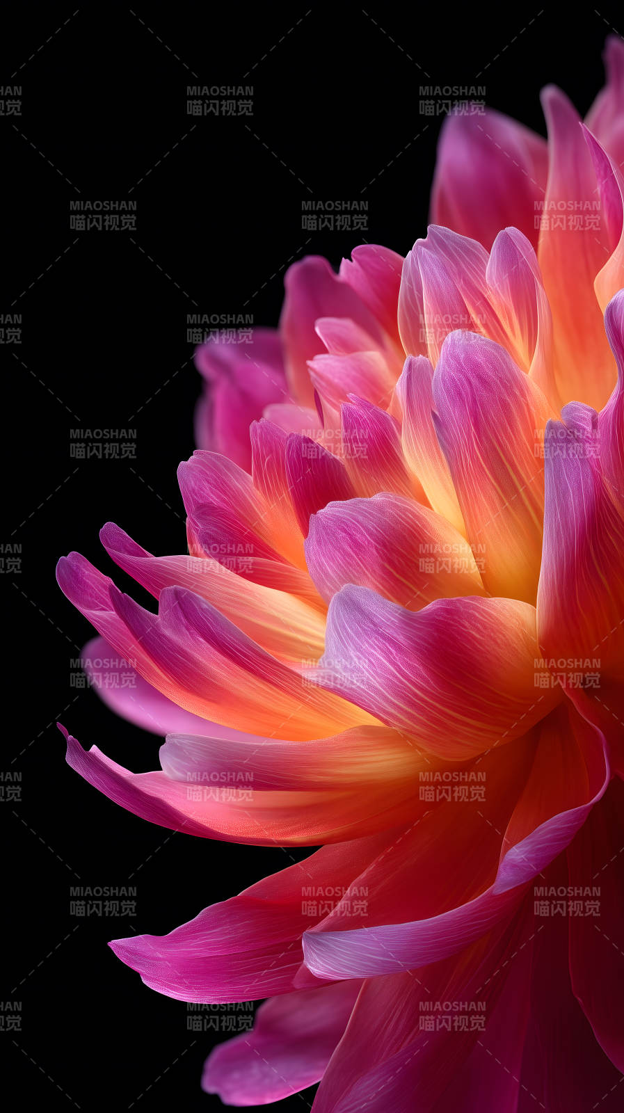 花瓣綻放絢麗色彩-圖片