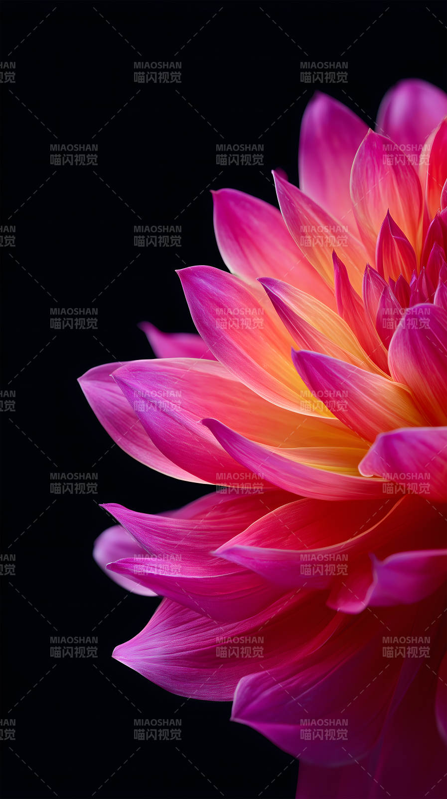 花瓣特寫色彩鮮艷-圖片