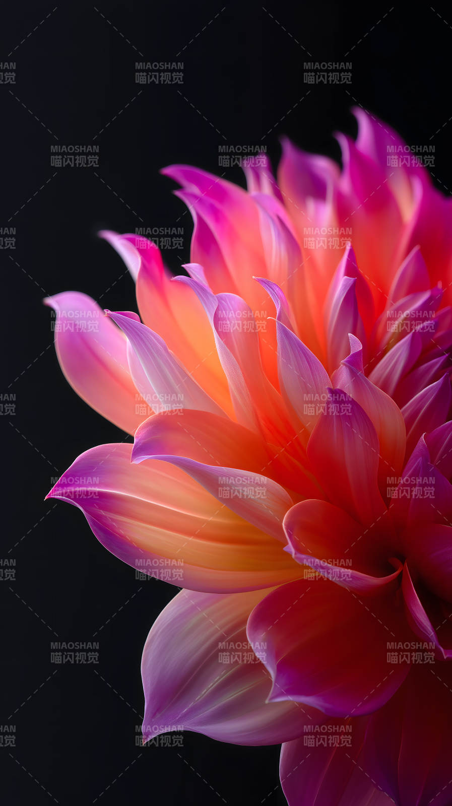 絢麗花瓣綻放光彩-圖片